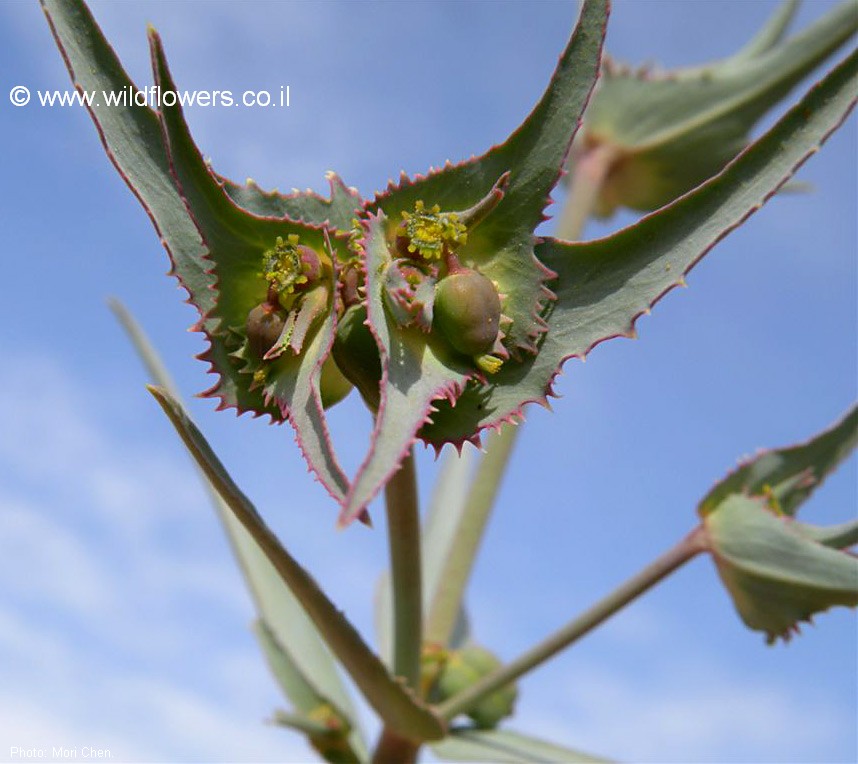 Euphorbia retusa
